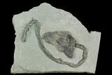 Crinoid (Platycrinites) Fossil - Crawfordsville, Indiana #125915-1